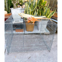 GIÁ SỈ Chuồng Nuôi Rồng Nam Mỹ iguana Baby và Trưởng Thành