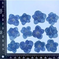 (Giá sỉ) Set 50, 100 bông cẩm tú cầu cánh kép xanh da trời ép khô DIY làm resin, tranh handmade - pressed flowers