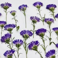 (Giá sỉ) Set 50, 100 cành thạch thảo tím ép khô handmade DIY, làm tranh, resin