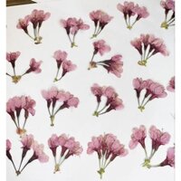 (Giá sỉ) Set 50, 100 chùm mai anh đào ép khô DIY làm tranh, resin (pressed flower)