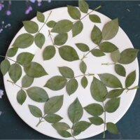 (Giá sỉ) Set 50, 100 lá hoa hồng size to ép khô DIY làm resin, tranh handmade
