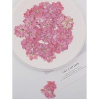 (Giá sỉ) Set 50 bông hoa phi yến nhiều màu ép khô handmade DIY, làm tranh, resin