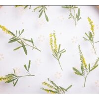 (Giá sỉ) Set 50 cành hoa vàng nhỉ ép khô DIY làm resin, tranh handmade (Pressed flowers)