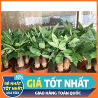 [GIÁ SIÊU RẺ] Cây Kim Ngân 3 Thân - Chậu Nhựa