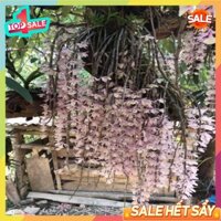 ⚡GIÁ SỐC⚡ Phong lan Hạc vỹ (theo giò)