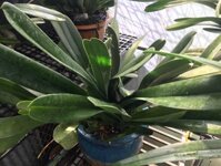 Giá thể trồng lan kiếm đã qua xử lý túi 4 kg tương đương 15 lít