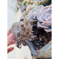 Giá thể trồng Lan - Sen Đá