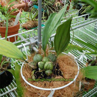 Giá thể xơ dừa ghép lan hiệu quả