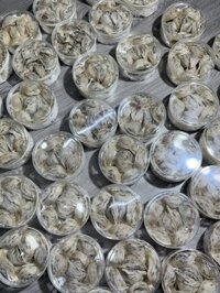 Giá tổ yến bao nhiêu tiền 1 lạng hay 1 lạng yến thô được bao nhiêu tổ