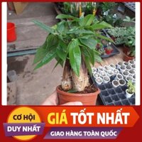 [GIÁ TỐT Nhất] Cây Kim Ngân 3 Thân - Chậu Nhựa