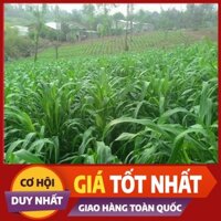 [GIÁ TỐT NHẤT ] Hạt cỏ Sudan lai là giống cỏ chăn nuôi gia súc, gia cầm cho hàm lượng dinh dưỡng cao gói 500g