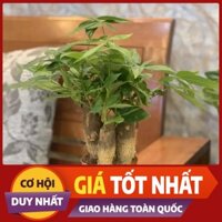 [GIÁ TỐT NHẤT] Kim ngân 3 thân chậu nhựa cây (Kim Ngân tam lộc, cây Kim Ngân mini, cây kim ngan)