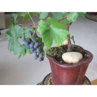 GIÁ YÊU THƯƠNG GIỐNG NHO PHÁP NHO MỸ TRỒNG TRONG CHẬU ( Hàng f1)