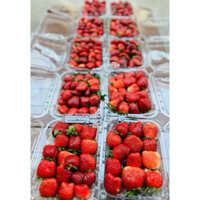 giảm giá DÂU MỘC CHÂU 1kg cuối mùa( sz to) 18-24 quả/1 hộp ship hỏa tốc Hcm