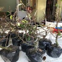 (GIẢM GIÁ SỐC) Mai Vàng Gốc Quái Dáng Bonsai Mini đẹp giá rẻ + Tặng kèm e cây chè xanh uống nước