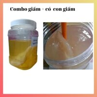 Giấm Nuôi + con Giấm ( như hình)