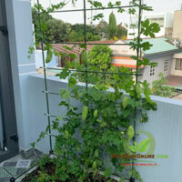 Giàn leo dùng làm khung đỡ, giá đỡ hoa hồng leo, giàn leo bầu bí mướp được làm bằng ống thép bọc nhựa