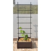 GIÀN LEO trồng cây Daim rộng 50cm cao 180 cm ống thép bọc nhựa phi 11- 16 (KHÔNG GỒM CHẬU)