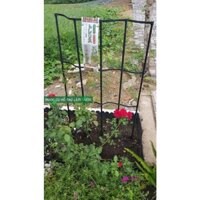 Giàn leo trồng cây rộng 60 cao 120cm giá đỡ cây trồng khung trồng hoa