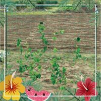 Giàn lưới thẳng DAIM Nhật Bản lõi thép bọc nhựa, làm khung đỡ cho các loại cây leo giàn