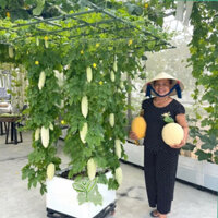 Giàn trồng cây leo chữ T lắp ghép thông minh phù hợp cho cà chua, dưa leo, mướp, hoa giấy, các loại cây leo