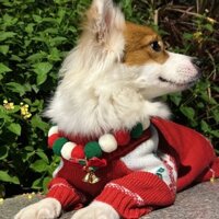 Giáng sinh Vòng cổ thú cưng nai sừng tấm Trang trí chó mèo