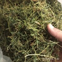Giảo cổ lam 5 lá ngũ diệp sâm khô hạ huyết áp tri tiểu đường tip 2