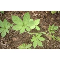 Giảo cổ lam Sapa 7 lá - Hàng Đẹp