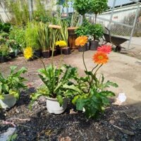 (Giao Hỏa Tốc) Cây Cúc Đồng Tiến Lớn ( hàng đẹp)