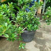 (Giao Hỏa Tốc) Cây Da Nhật (bonsai)