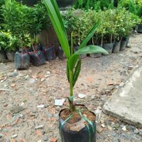 (Giao Hỏa Tốc) Cây Dừa Siêm Lùn ( hàng đẹp .cho siêu trái)