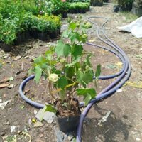 (Giao Hỏa Tốc) Cây Hoa Phù Dung ( hàng đẹp)