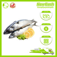 [GIAO NHANH HCM] Cá Saba Nauy Nguyên Con - Thùng 20Kg