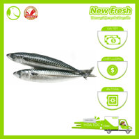 [GIAO NHANH HCM] Cá Saba Nhật Bản Nguyên Con - Thùng 15Kg