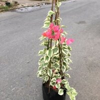 Giấy Cẩm thạch Hồng (siêu hoa)