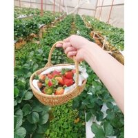 Giỏ đựng trái cây mề gà nhỏ ( Kích thước : 24x18xh8)