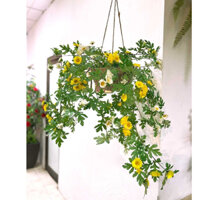 Giỏ hoa treo tường - Hoa cúc giả, cành dã quỳ rủ treo tường trang trí nhà, decor phòng khách, ban công đẹp tự nhiên