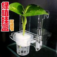 Giỏ treo cây xanh, giỏ trồng cây thủy canh treo tường, giá treo trang trí, chậu cây thủy sinh acrylic, cảnh quan bể AFAM MOHZ