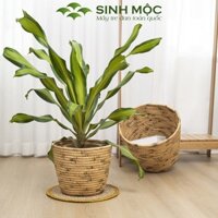 Giỏ trồng cây lục bình, giỏ đựng đồ, decor trang trí nhà cửa Sinh Mộc - M1035