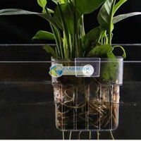 Giỏ trồng cây thủy sinh trong hồ cá – Giá đỡ trồng cây thủy sinh