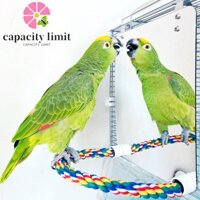 Giới HẠN NĂNG LƯỢNG Đồ chơi vẹt Cockatiel Finch Acrylic Conure có dây Chân đế cá rô