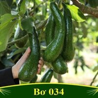 Giống cây bơ 034