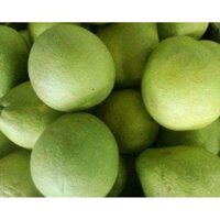 giống cây bưởi năm roi (5 roi) freeship Extra +