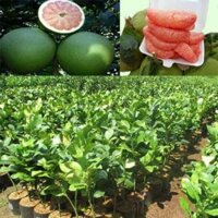 giống cây bưởi năm roi (5 roi) (Cung cấp sỉ số lượng lớn các loại cây giống)