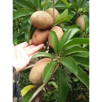 GIỐNG CÂY HỒNG XIÊM XOÀI 6 THÁNG CHO TRÁI