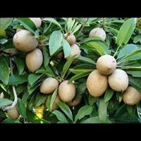 GIỐNG CÂY HỒNG XIÊM XOÀI (siêu sớm) freeship Extra +