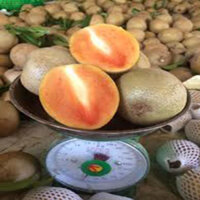 GIỐNG CÂY HỒNG XIÊM XOÀI (giống chuẩn cây siêu đẹp)