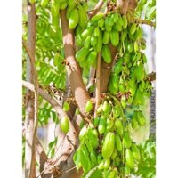 Giống Cây Khế Chua Tàu
