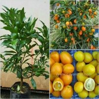 Giống cây quýt ngọt thái lan ( SÊU TỤT GIÁ )