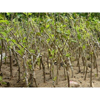 Giống Cây Táo Đại (giống chuẩn cây siêu đẹp)